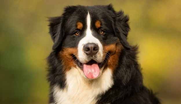 What are the symptoms of hypothyroidism in dogs?