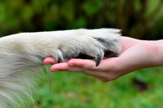 What are the dog’s dewclaws?