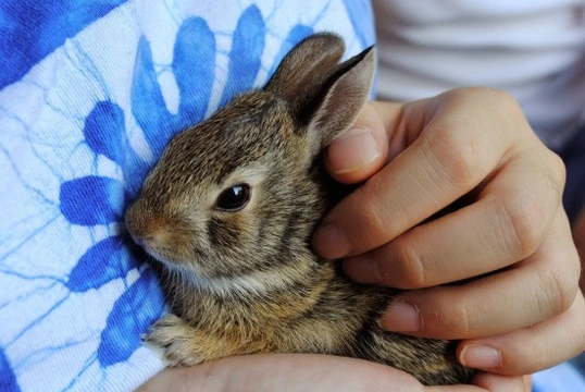 Cómo evitar el estrés en conejos