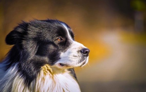 What is Systemic Lupus  Erythematosus in Dogs?
