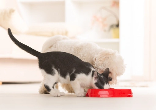 Why shouldn’t dogs eat cat food - An in-depth examination