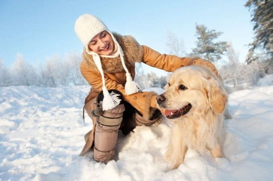Enjoying the snow with your dog