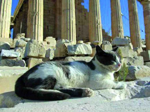 Život pouličních koček v Řecku a na Maltě
