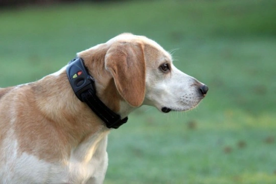 High Tech Pets – Gadgets For Pets