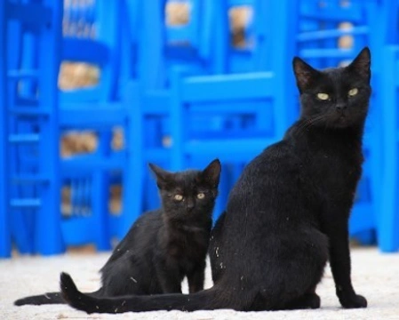 Gatti neri: carattere e curiosità