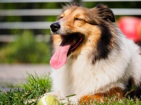 Information about dogs and their mouth bacteria