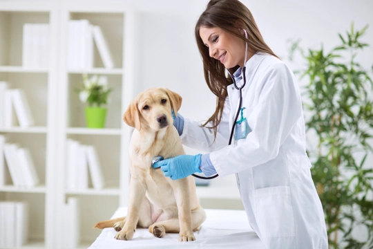 Online veterinář: Jak se léčí zvířata přes internet?