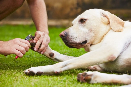 Does your dog hate having their nails trimmed? Four reasons why, and how to address them