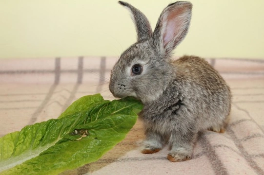 7 Reasons why Rabbits are Eco-Friendly Family Pets