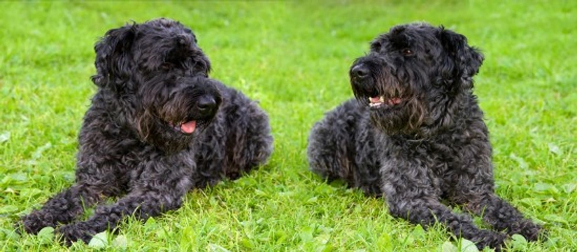 More information on the Kerry blue terrier