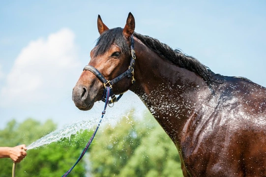Hot Weather Tips for Horse Owners