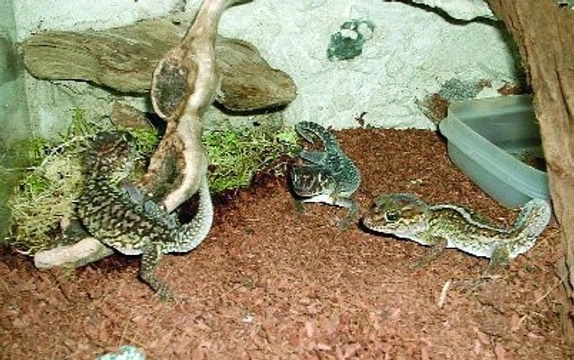 Paroedura pictus (Peters, 1854) | iFauna