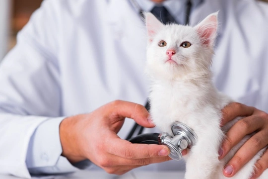 The three most common reasons for cats seeing a vet are preventable