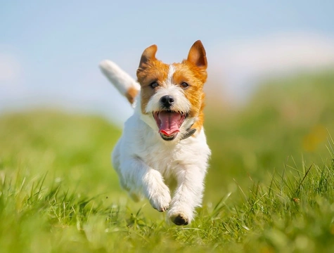 The five most common allergenic triggers in dogs