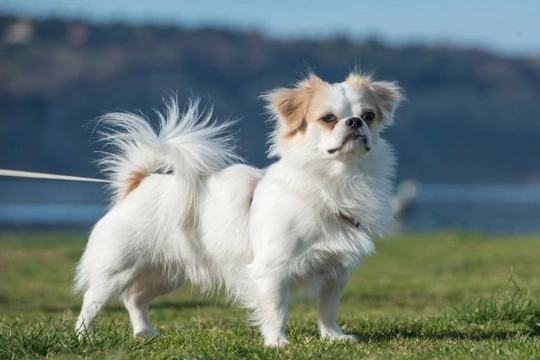 Sandhoff disease or gangliosidosis variant 0 (GM2) DNA testing for the Japanese Chin