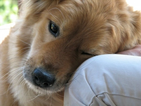 Las 10 razas de perros más cariñosos del mundo