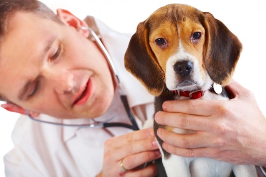 Hookworms in dogs - Symptoms, Prevention and Treatment
