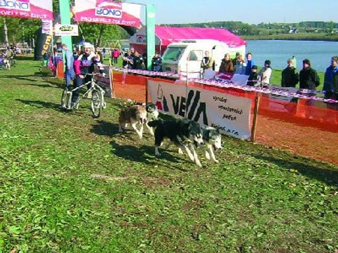 Závody psích spřežení – Červený Kostelec