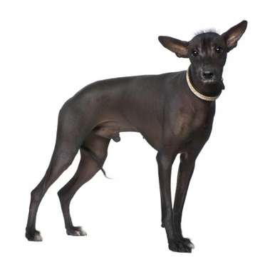 The Peruvian Inca Orchid – An Adorable Hairless Dog
