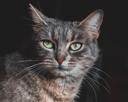 Gatto Soriano: carattere e prezzo dei gattini