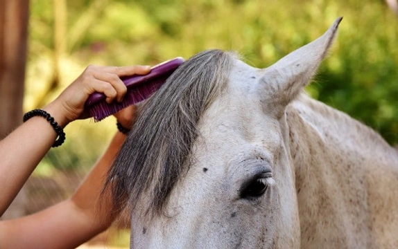 Cómo cuidar y peinar la crin del caballo