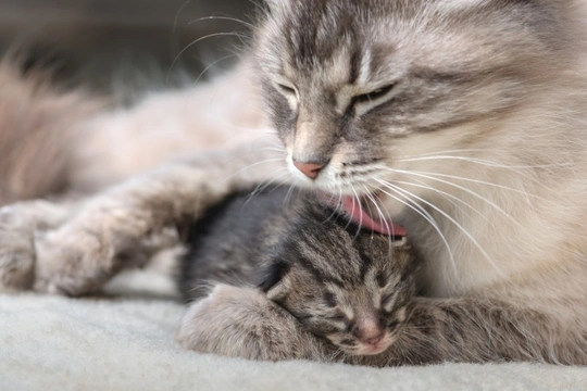 What to do When Things Go Wrong with Your Cat's Birthing