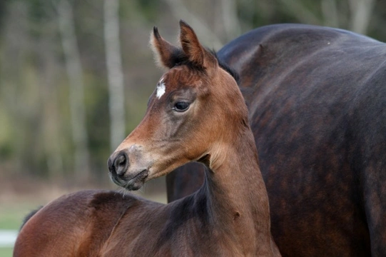 What is Equine Herpes Virus and do you need to vaccinate against it?