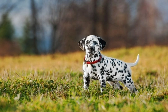 Dalmatian Puppies and Over-Exercising