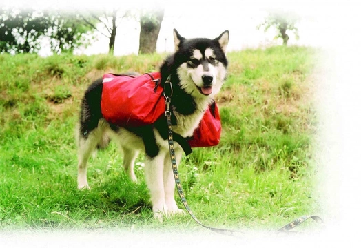 Musa pedestris aneb Abeceda dog – trekkingu (6.)