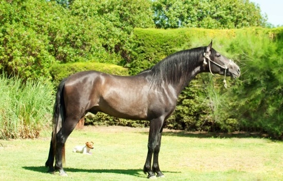 The Andalusian horse