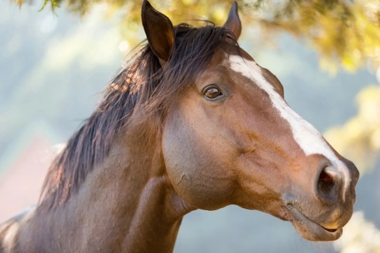 Has Your Horse Got a Hearing Problem?