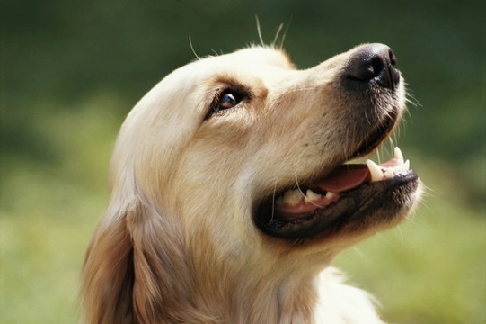 Best age to store neuter golden retriever