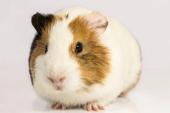 Top Tips on Guinea Pig Skincare