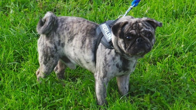 Merle pug sale puppies