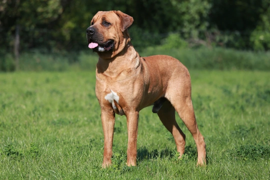The four dog breeds banned within the UK