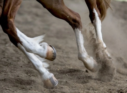 Common Knee Injuries in Horses