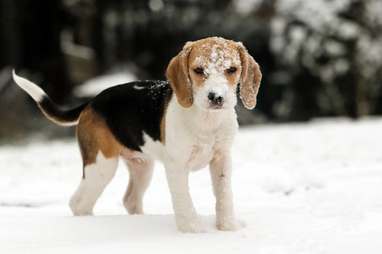 Keeping Dogs Happy & Healthy Through the Winter Months