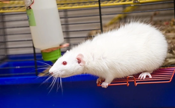 Tips to Keep Your Pet Rats Cool during summer