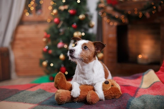 How to make your dog’s Christmas day the best one ever