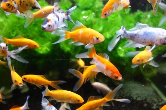The behaviour of pet fish decoded