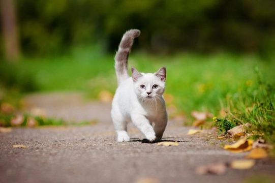 What is Feline Dwarfism?
