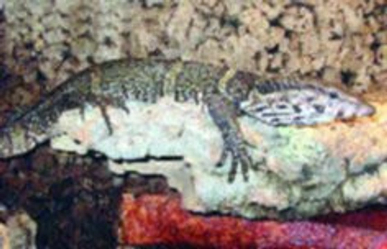 Varanus dumerilii