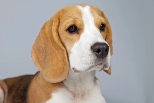 Some tips on training your Beagle