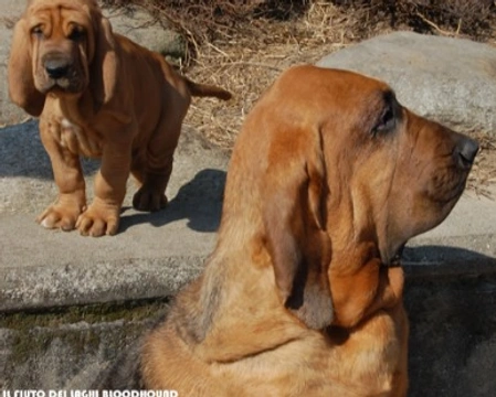 Il Bloodhound o Cane di S. Hubert, tra storia e leggenda