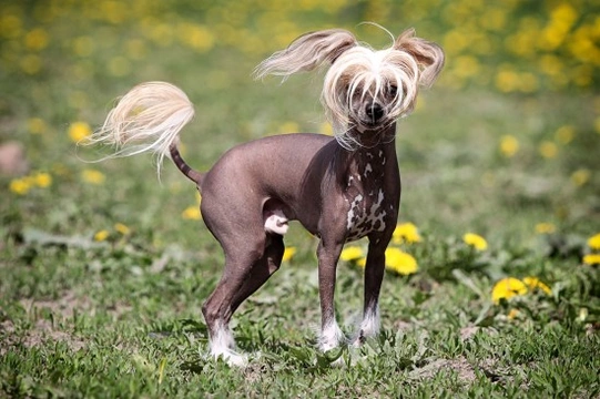 Bald chinese crested store dog