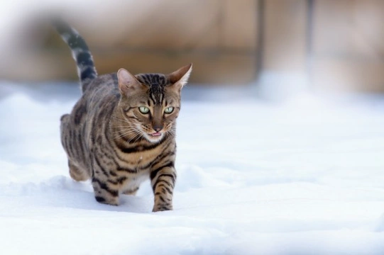 How to care for your cat during the winter