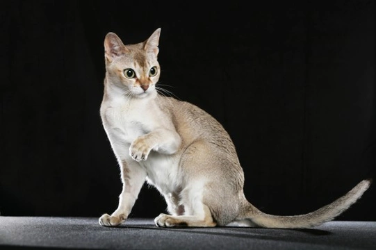 Some more information on the Singapura cat breed
