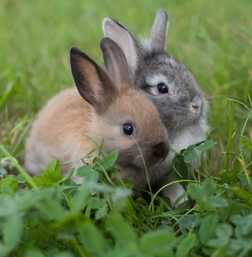 Mating, gestation and birth with small breed rabbits