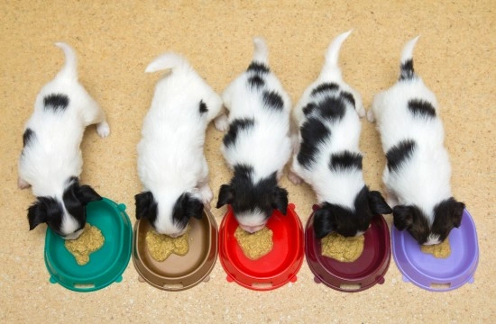 Ten Ways in Which Canine Diet May Affect Behaviour