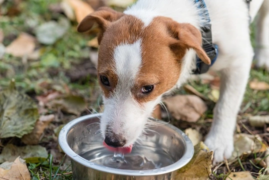 What type of water should you provide for your dog?